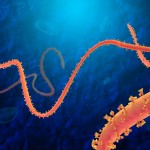 Prevention and control of Ebolavirus in animals