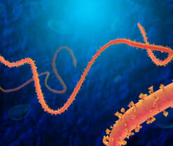 Prevention and control of Ebolavirus in animals