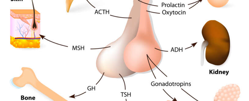 Estrogen Hormones in a Woman’s Body