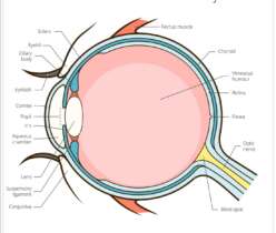 Anatomy of human eye