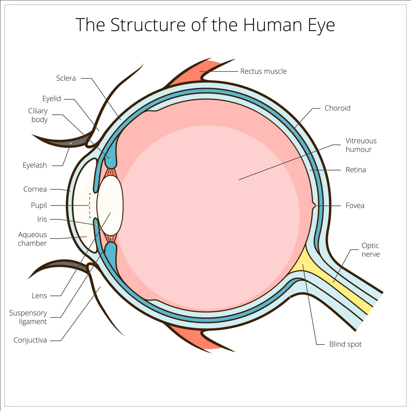 Anatomy of human eye