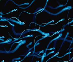 smoke effect on sperm