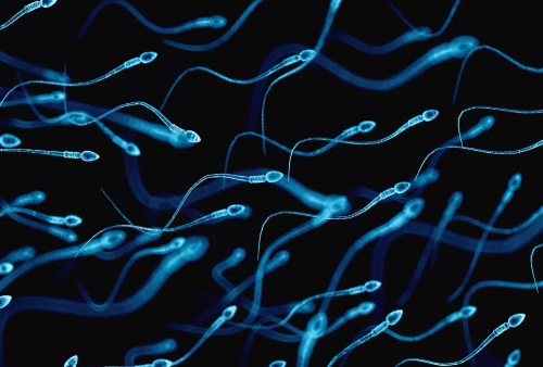 smoke effect on sperm