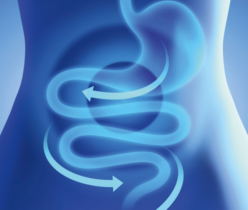Digestive System
