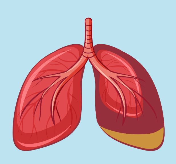 lungs