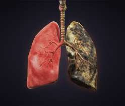 smokers lungs vs healthy lungs know the difference