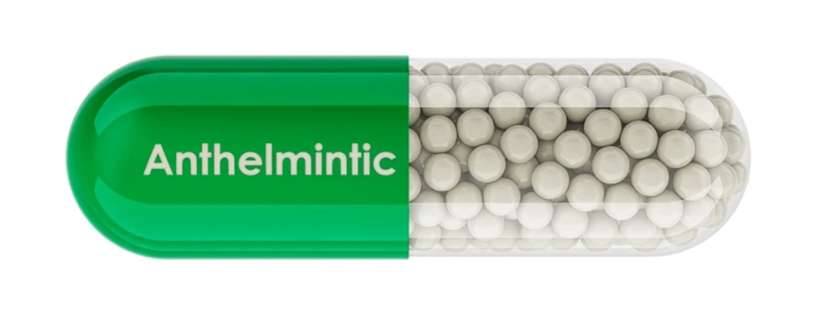 What Is an Anthelmintic and What Is It Used For