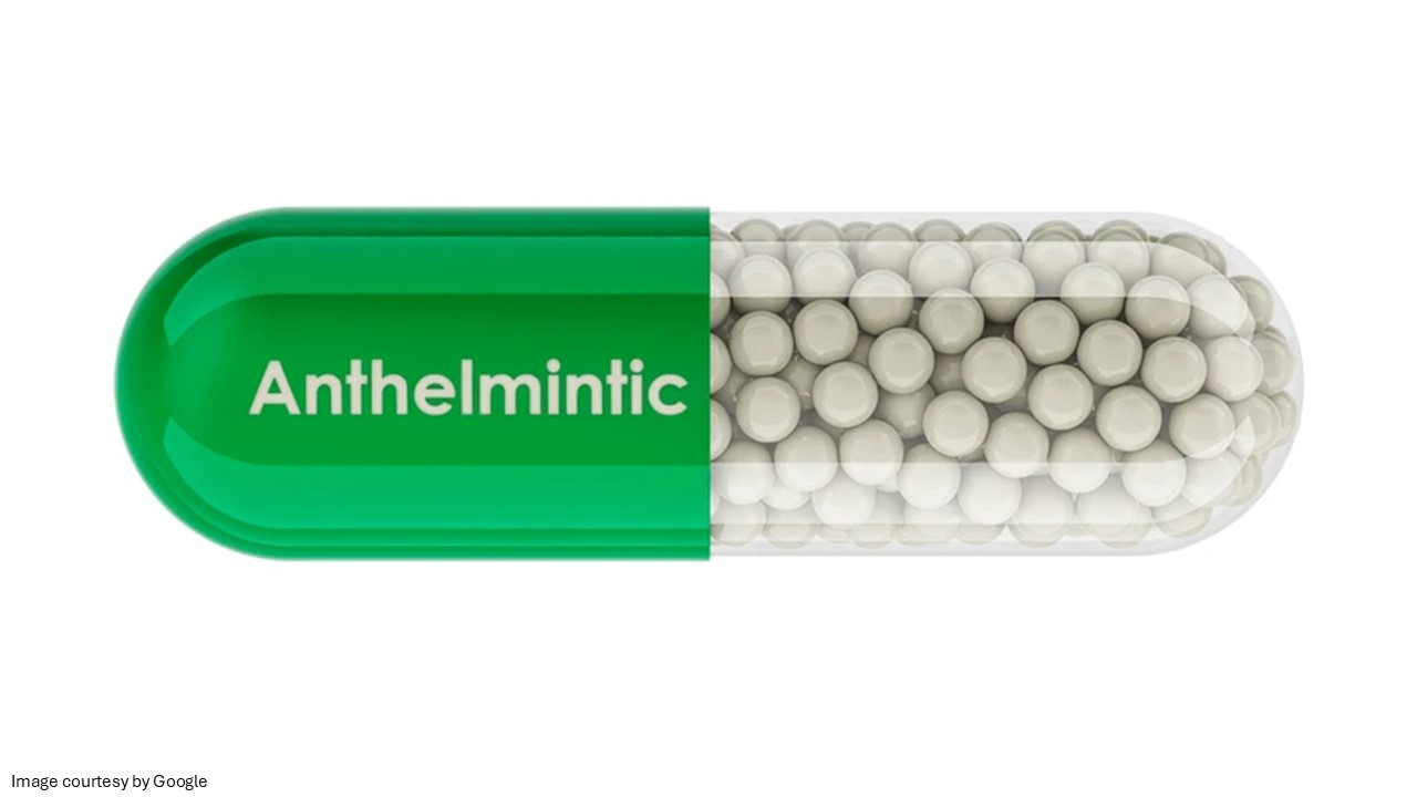 What Is an Anthelmintic and What Is It Used For